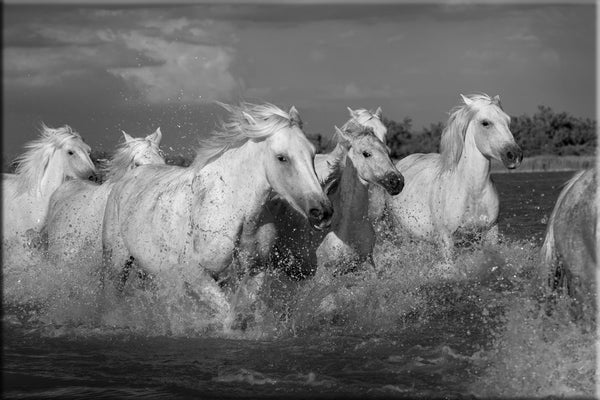 Chevaux Camargue au galop dans l'eau d'un étang