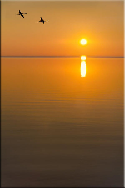 Paysage de Camargue : vol de flamants roses au coucher du soleil sur l'étang de Vaccarès
