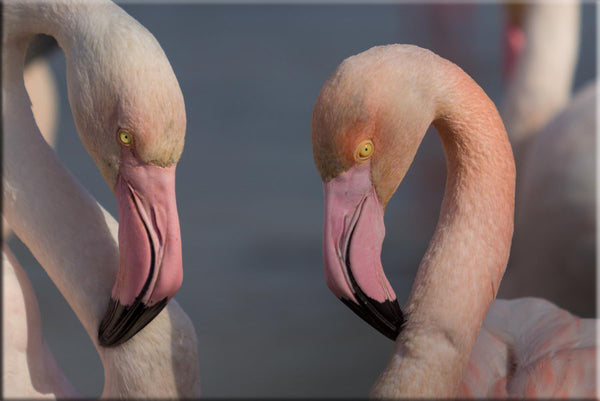 Flamants roses en Camargue