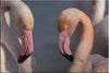 Flamants roses en Camargue