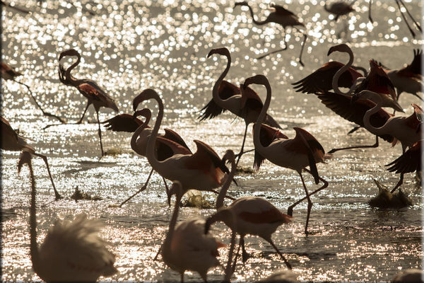 Flamants roses en Camargue