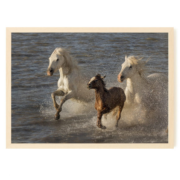 Poulain et ses parents au galop dans un étang près des Saintes-Maries-de-la-Mer