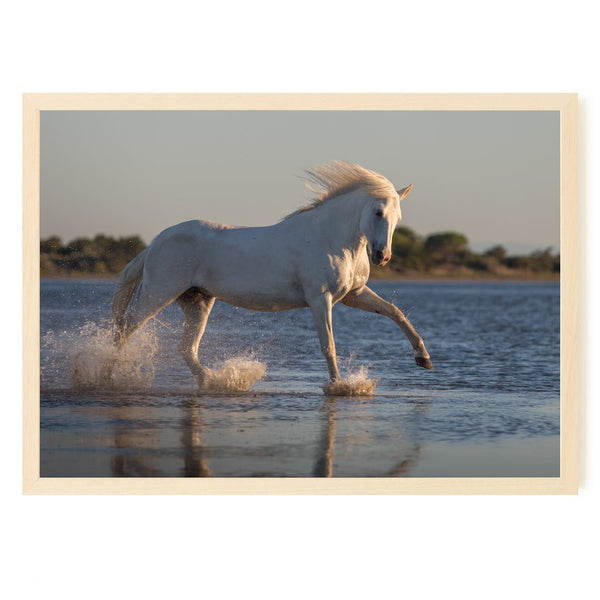 Cheval de Camargue au galop dans un étang près des Saintes-Maries-de-la-Mer