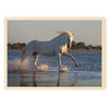 Cheval de Camargue au galop dans un étang près des Saintes-Maries-de-la-Mer