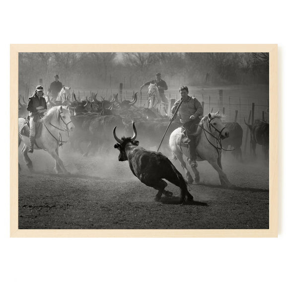 Le tri des taureaux à cheval pour la course Camarguaise en Camargue