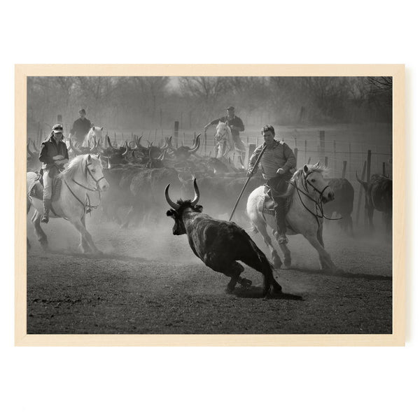 Le tri des taureaux à cheval pour la course Camarguaise en Camargue