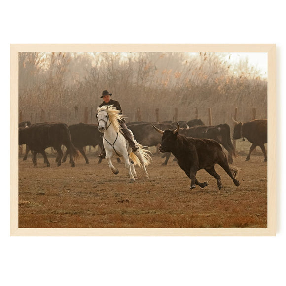 Le tri des taureaux à cheval un matin d’hiver
