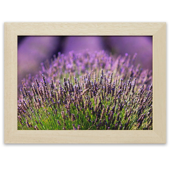 Lavandes de Provence sur le plateau de Valensole. Photographie de Vincent Recordier