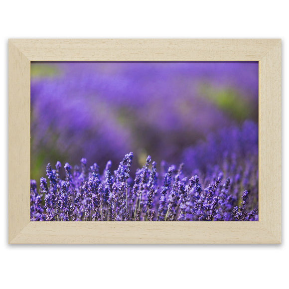 Lavandes de Provence. Photographie de Vincent Recordier