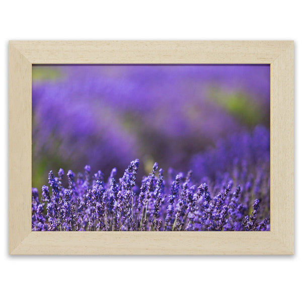 Lavandes de Provence. Photographie de Vincent Recordier