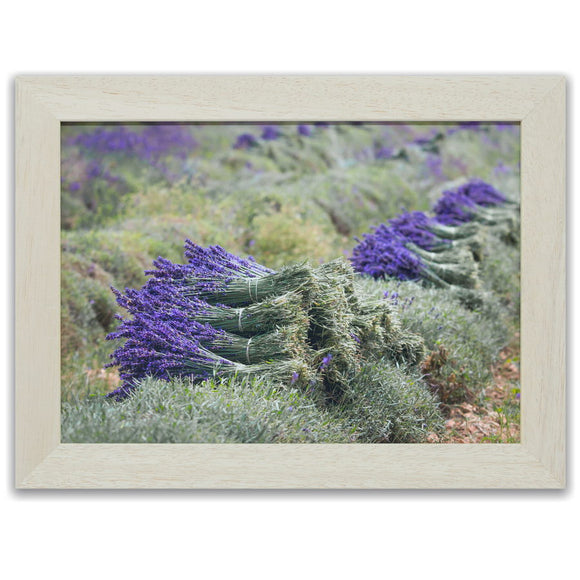 Lavandes de Provence sur le plateau de Valensole. Photographie de Vincent Recordier