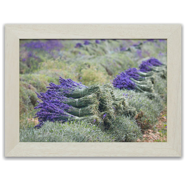 Lavandes de Provence sur le plateau de Valensole. Photographie de Vincent Recordier