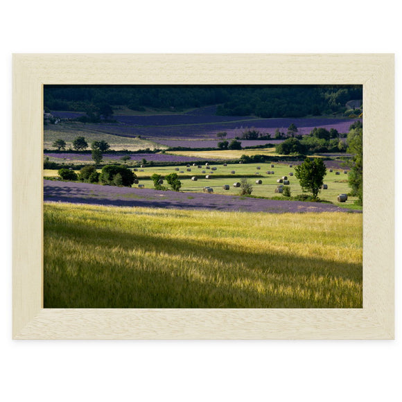 Champs de lavandes de la plaine de Sault, photographie de Vincent Recordier