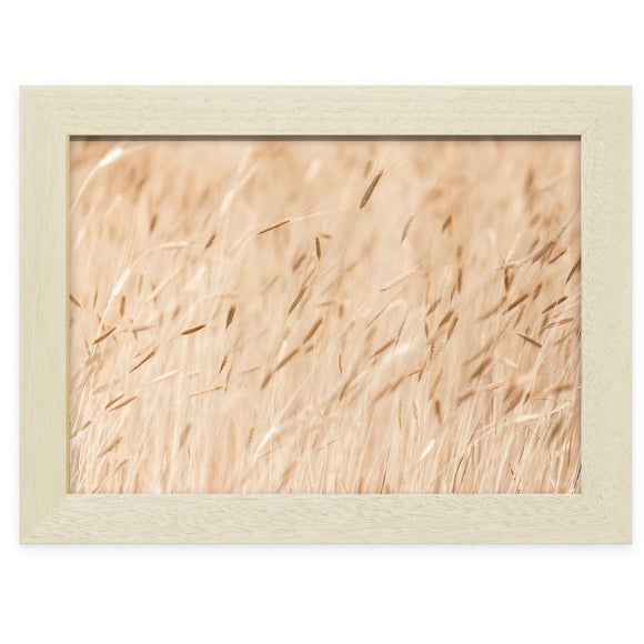 Champ de Petit épeautre à Ferrassières en Drôme Provençale,  photographie de Vincent Recordier