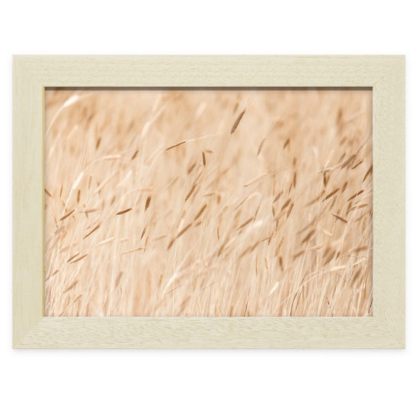 Champ de Petit épeautre à Ferrassières en Drôme Provençale,  photographie de Vincent Recordier