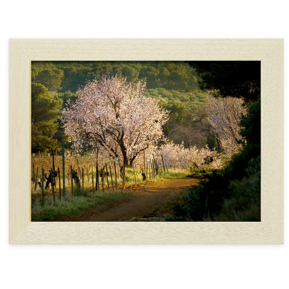 Amandiers dans la vallée des Baux-de-Provence, près d’Aix-en-Provence, photographie de Vincent Recordier