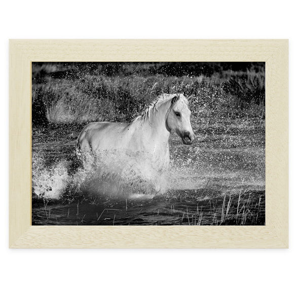 Cheval Camargue dans un étang près des Saintes-Maries-de-la-Mer