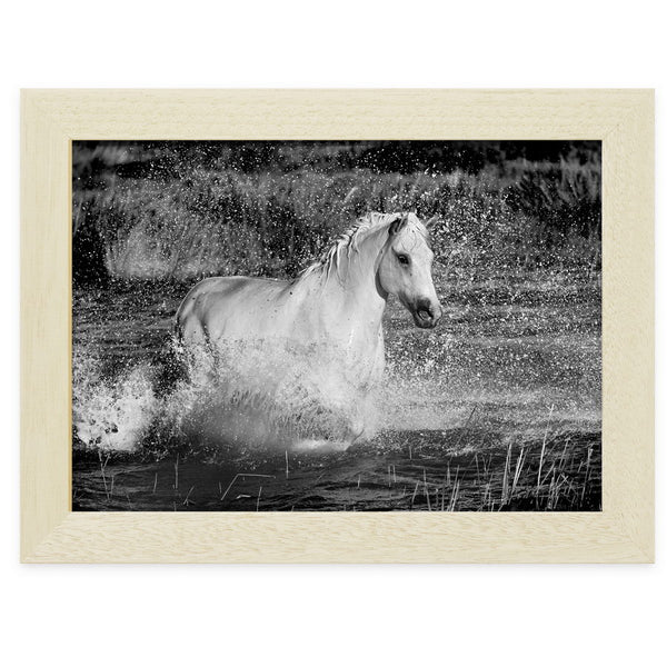 Cheval Camargue dans un étang près des Saintes-Maries-de-la-Mer