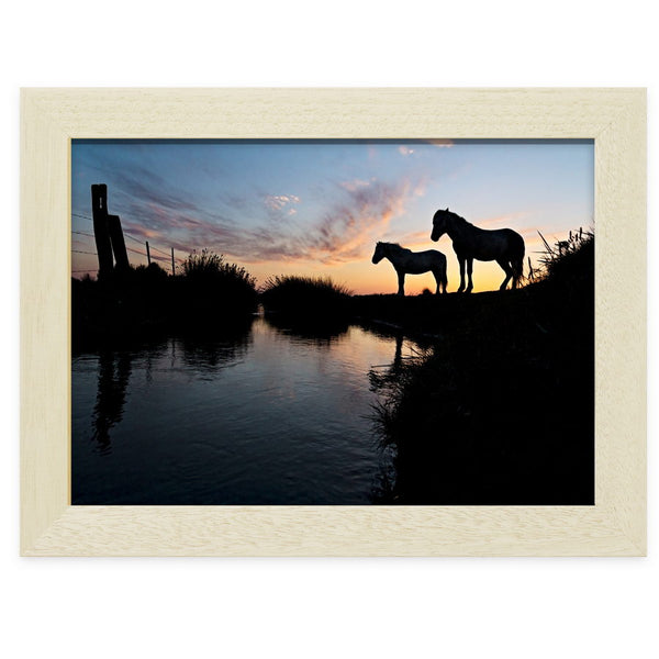 Chevaux Camargue au couchant, près de l'étang de Vaccarès