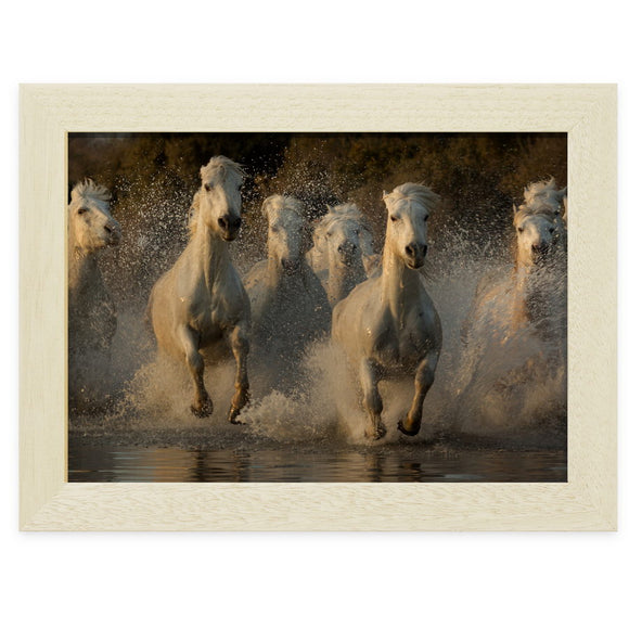 Chevaux au galop dans un étang près du Grand radeau