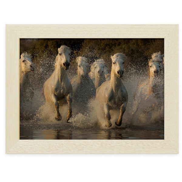 Chevaux au galop dans un étang près du Grand radeau