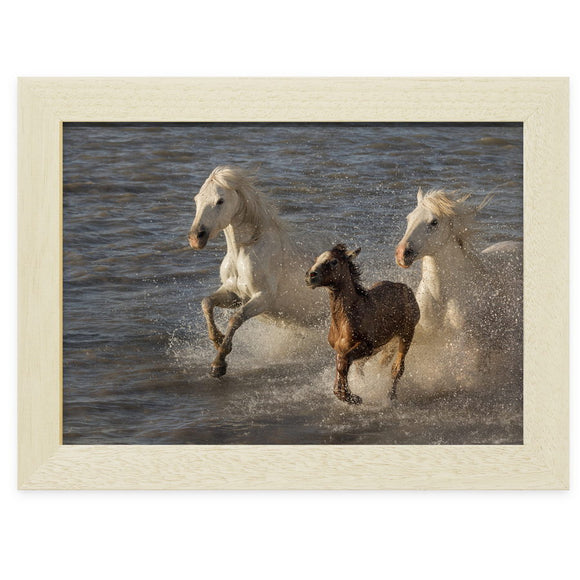 Poulain et ses parents au galop dans l'étang