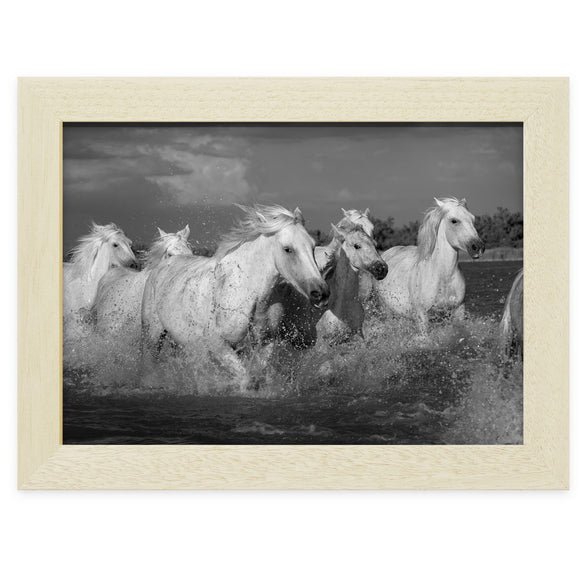Chevaux au galop dans l'étang de Ginès, près des Saintes-Maries-de-la-Mer