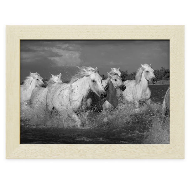 Chevaux au galop dans l'étang de Ginès, près des Saintes-Maries-de-la-Mer