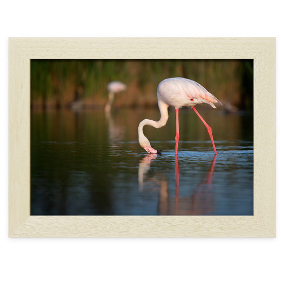 Flamant rose près des Saintes Maries de la mer