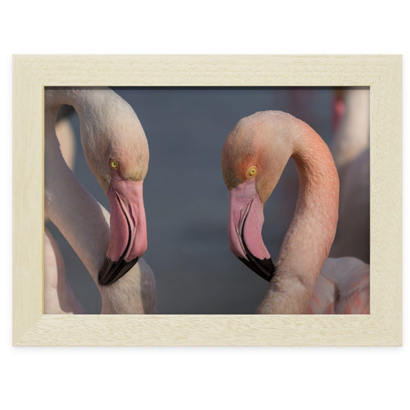 Couple de flamants roses en Camargue
