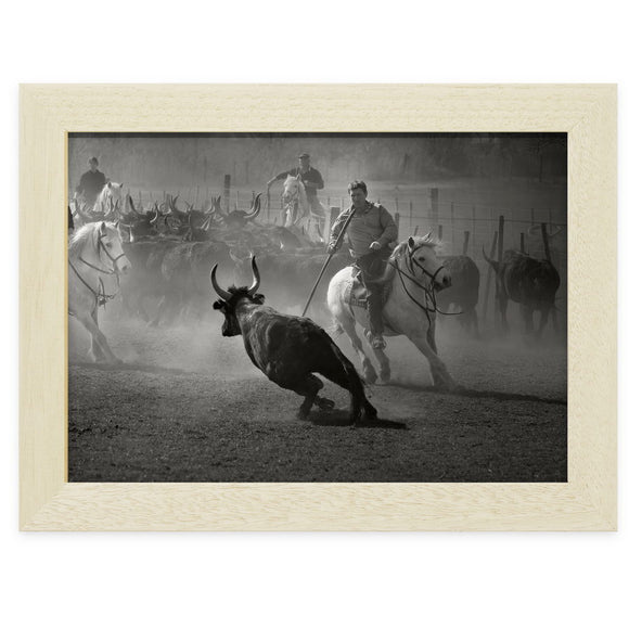 Le tri des taureaux pour la course Camarguaise