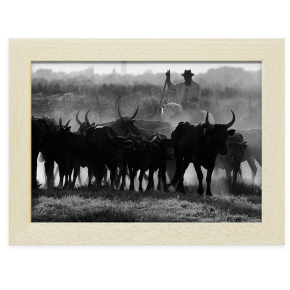 Gardian et son troupeau en Petite Camargue