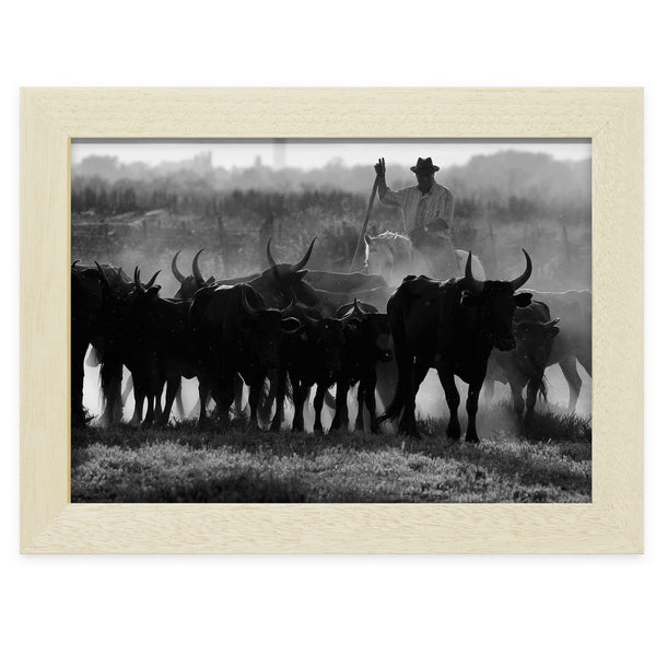 Gardian et son troupeau en Petite Camargue