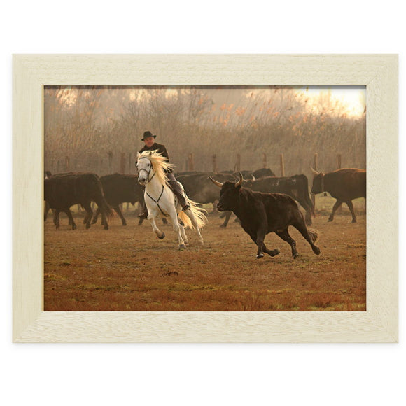 Le tri des taureaux à cheval un matin d’hiver