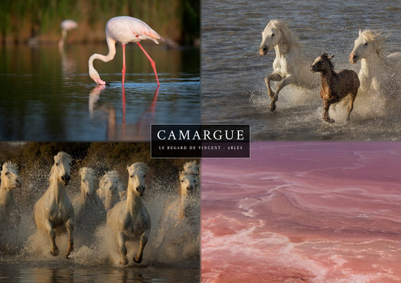 Set 4 vues de Camargue : Flamant rose, chevaux et marais salant