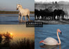 Set 4 vues de Camargue : Flamant rose, chevaux, gardian, taureau et paysage