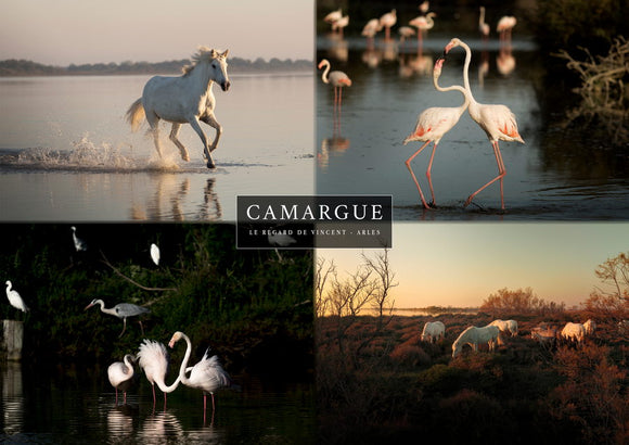 Set 4 vues de Camargue : Flamants rose et chevaux