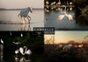 Set 4 vues de Camargue : Flamants rose et chevaux