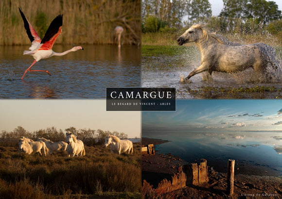 Set 4 vues de Camargue : envol de Flamant rose, chevaux et étang du Galabert