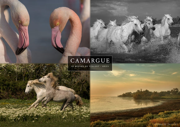 Set 4 vues de Camargue : envol de Flamant rose, chevaux et étang de Vaccarès