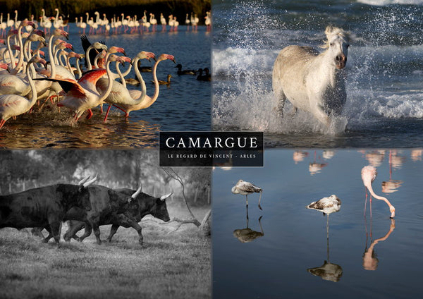Set 4 vues de Camargue : Flamants roses, taureaux et chevaux