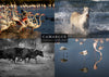 Set 4 vues de Camargue : Flamants roses, taureaux et chevaux
