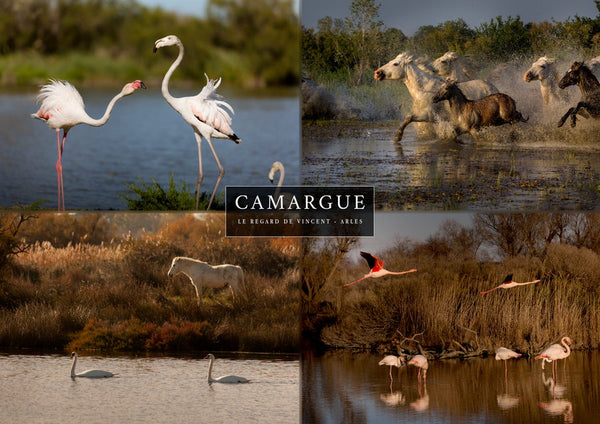 Set 4 vues de Camargue : Flamants rose et chevaux