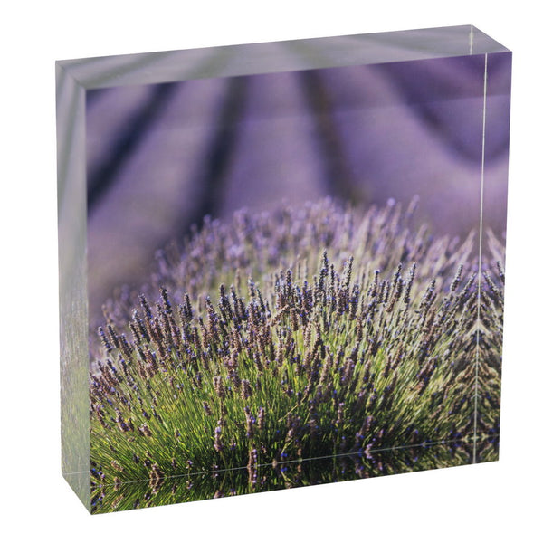 Lavandes de Provence sur le plateau de Valensole