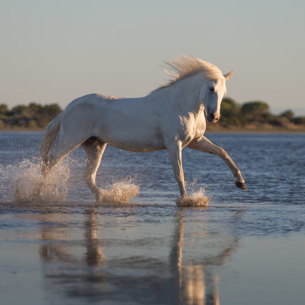 Cheval Camargue dans la baisse du Grand Radeau