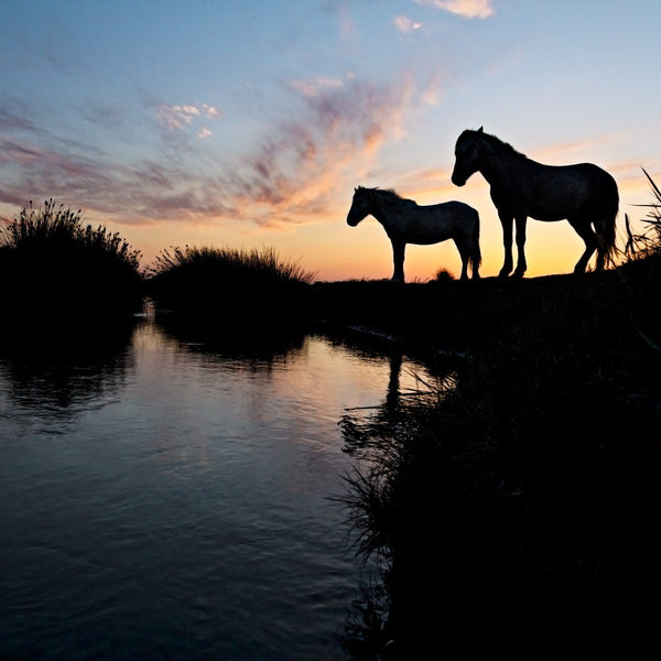 Chevaux Camargue au couchant, près de l'étang de Vaccarès
