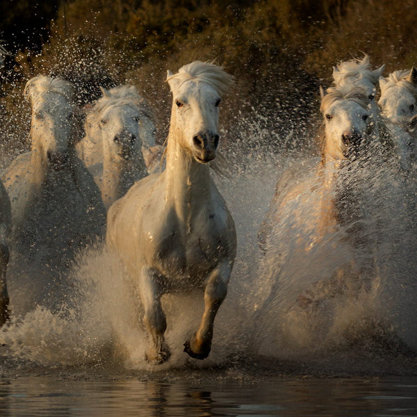 Chevaux au galop dans un étang près du Grand radeau