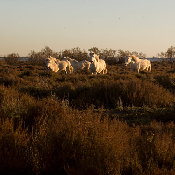 Chevaux de Camargue dans la Sansouïre