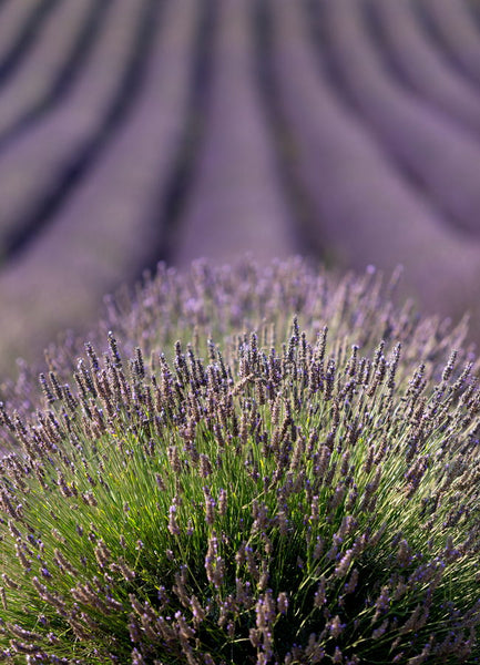 Lavandes de Provence sur le plateau de Valensole