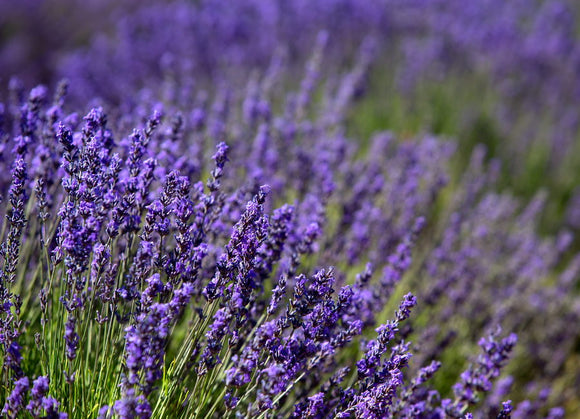 Lavandes de Provence dans le Luberon